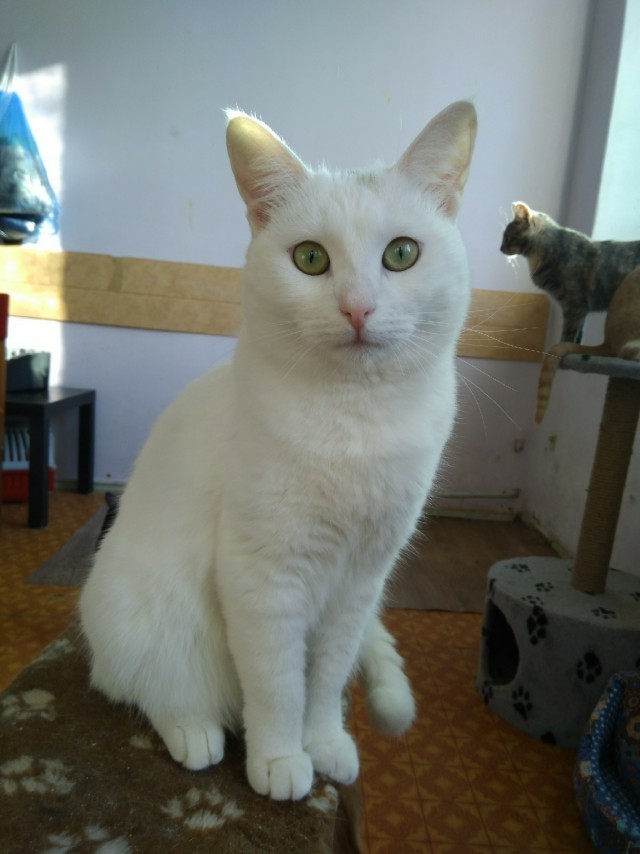 Забавные фото котеек