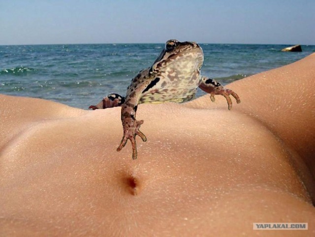 Ракушка и море