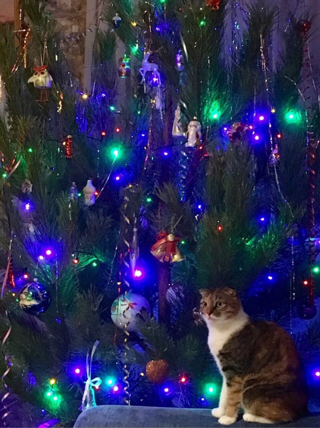 Последний котовторник 2020 года