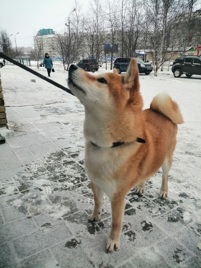 Подборка забавной живности