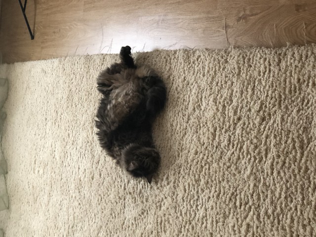В постели с котом