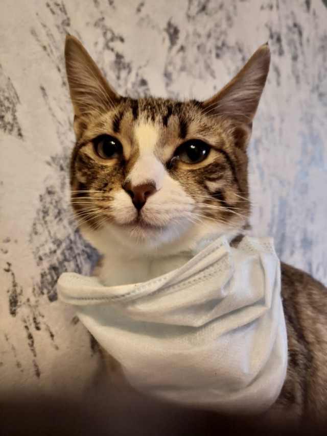 Картинки с котами и про котов