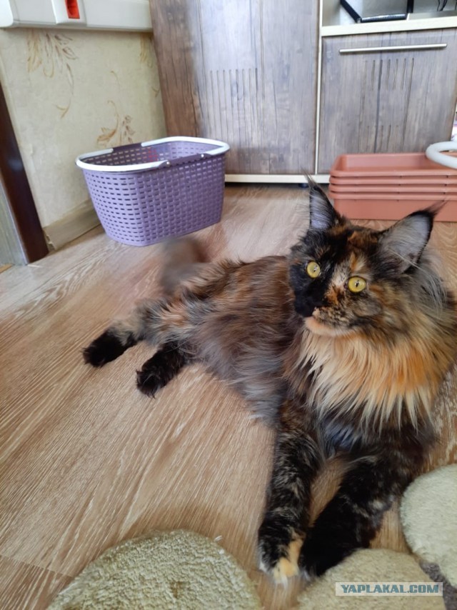 Котовторник же!
