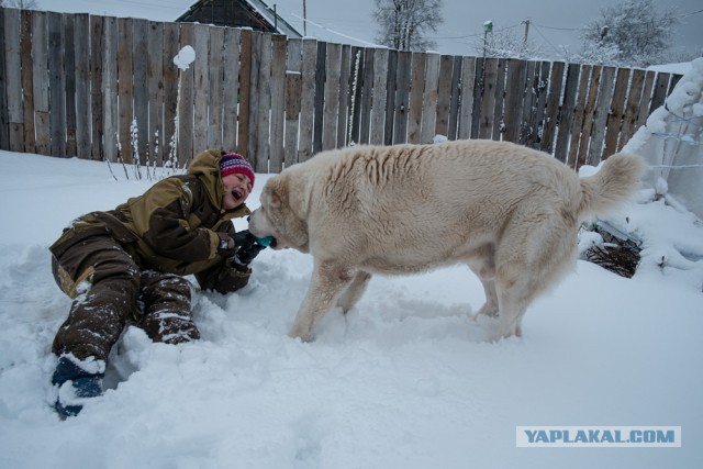 Пацаны просто хотели покушать барашка...