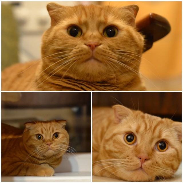 Самый маленький кот в мире