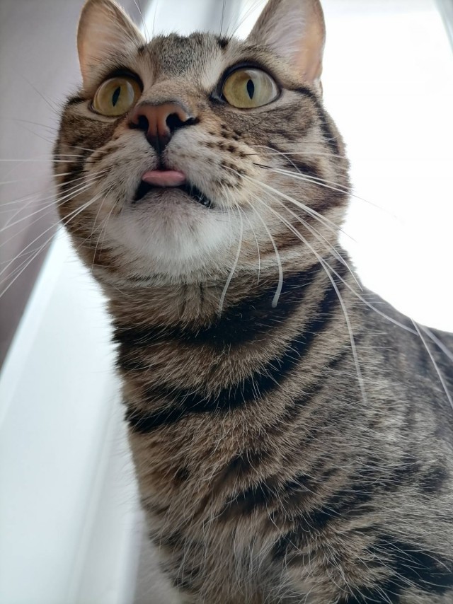 Котовторник вроде.