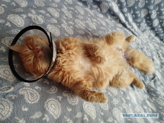 Рыжий кот - третий не лишний!