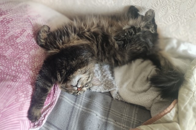С праздником и котофторником!