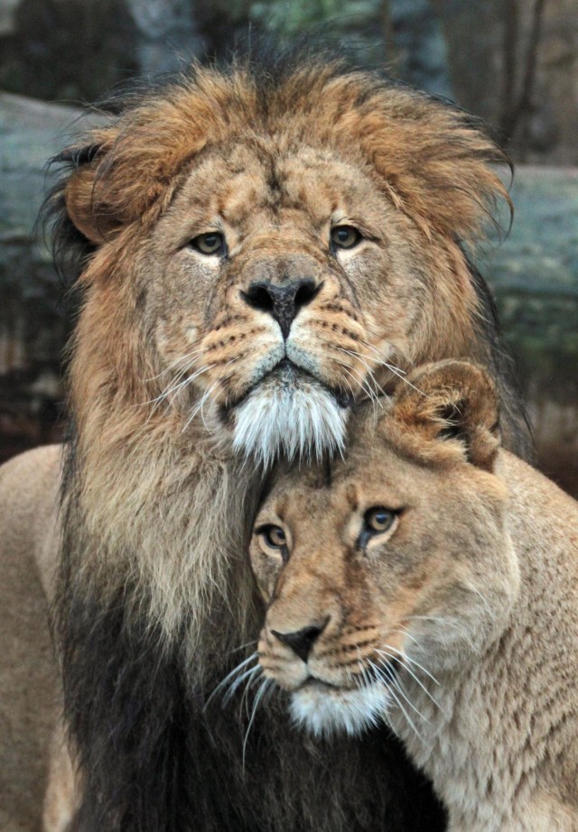 Немного о размерах диких кошек