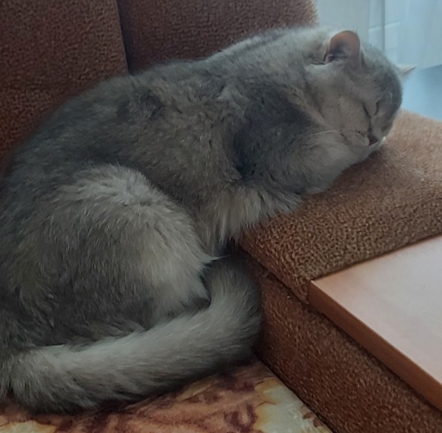 Я принес тебе дохлую мышь...