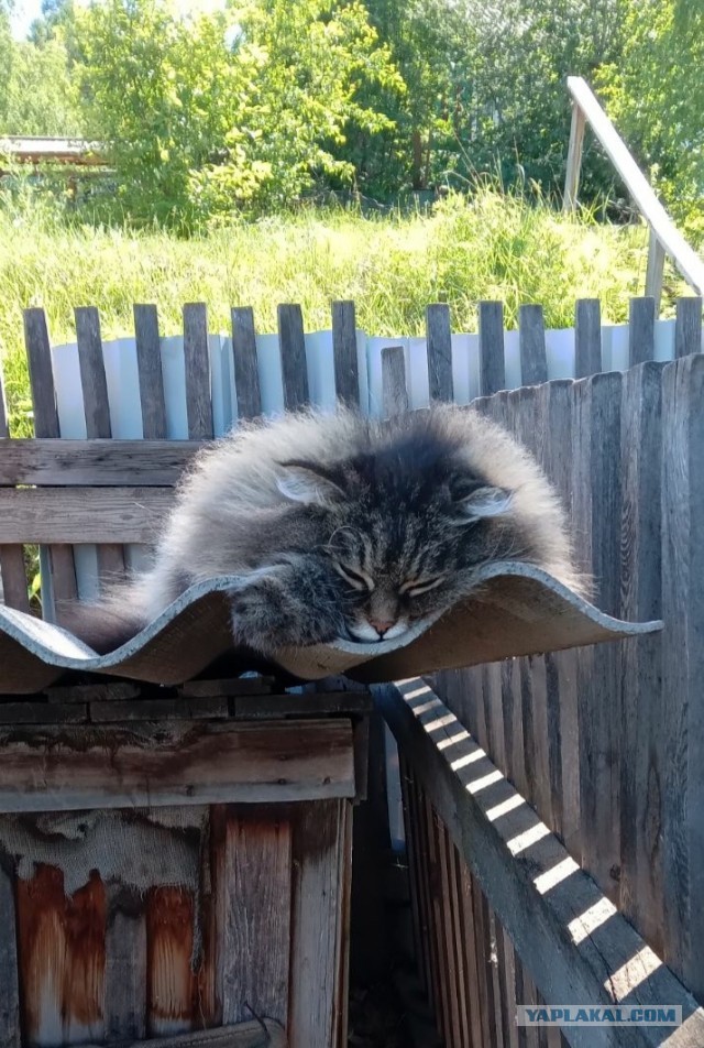 Когда уже родишь?