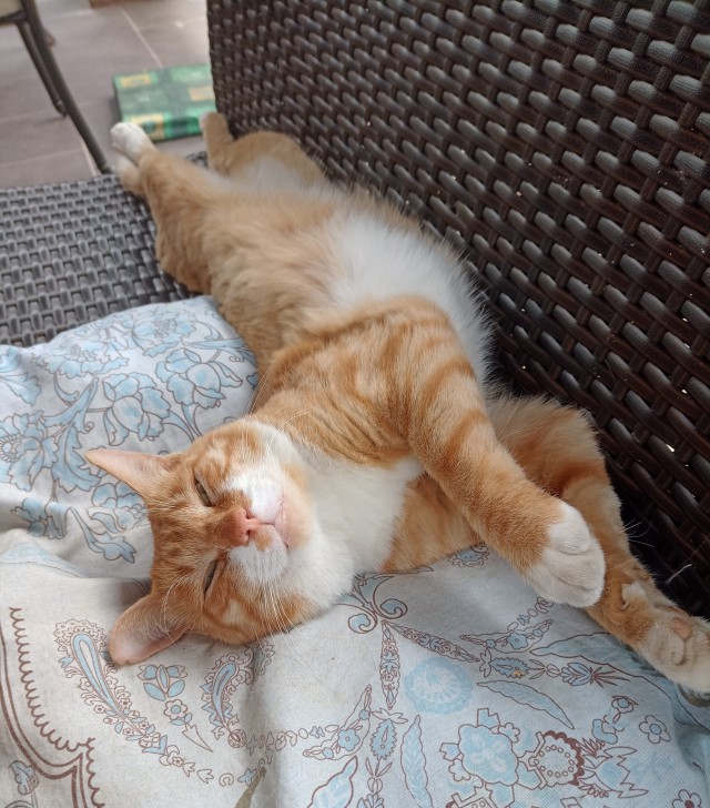 Не котовторник, но у нас пополнение в составе