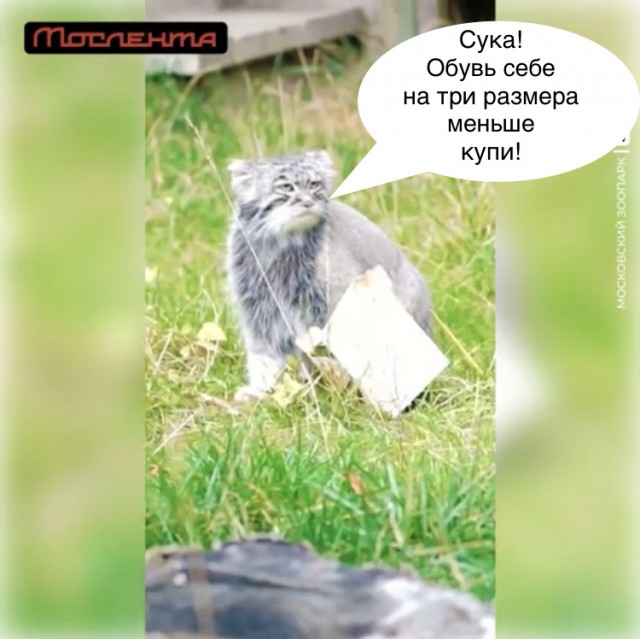 Манул Тимофей вспомнил, что он как-никак кот, и попытался забраться в маленькую коробочку