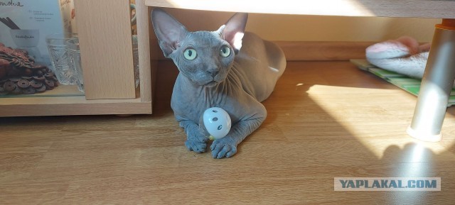 Кошка