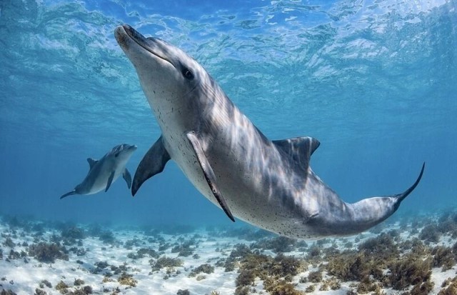 Победители фотоконкурса Ocean Photographer of the Year 2022