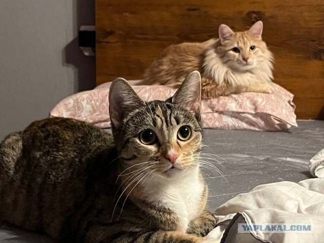 Грустный котовторник