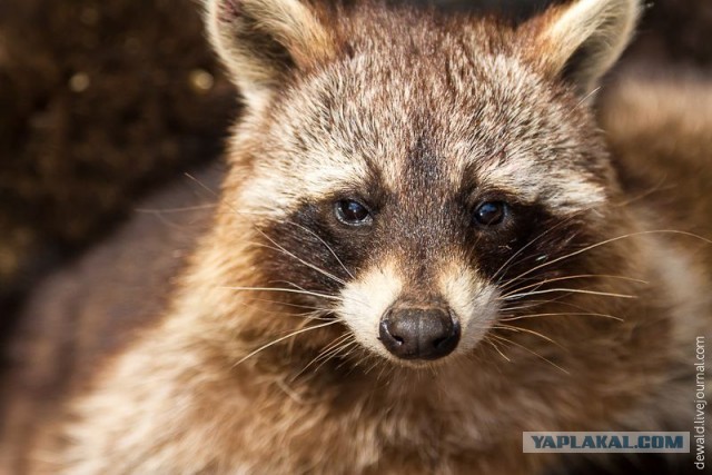 Любители клубнички (19 фото) 21+