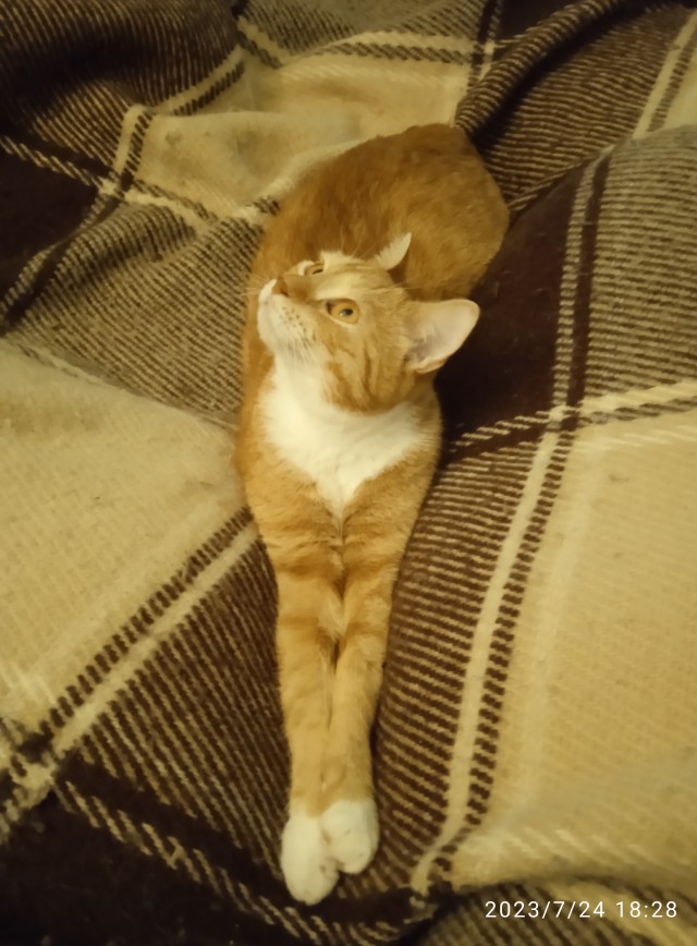 Начинаем котофторник?