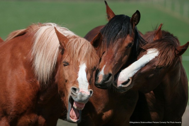 Comedy Pet Photo Awards 2020