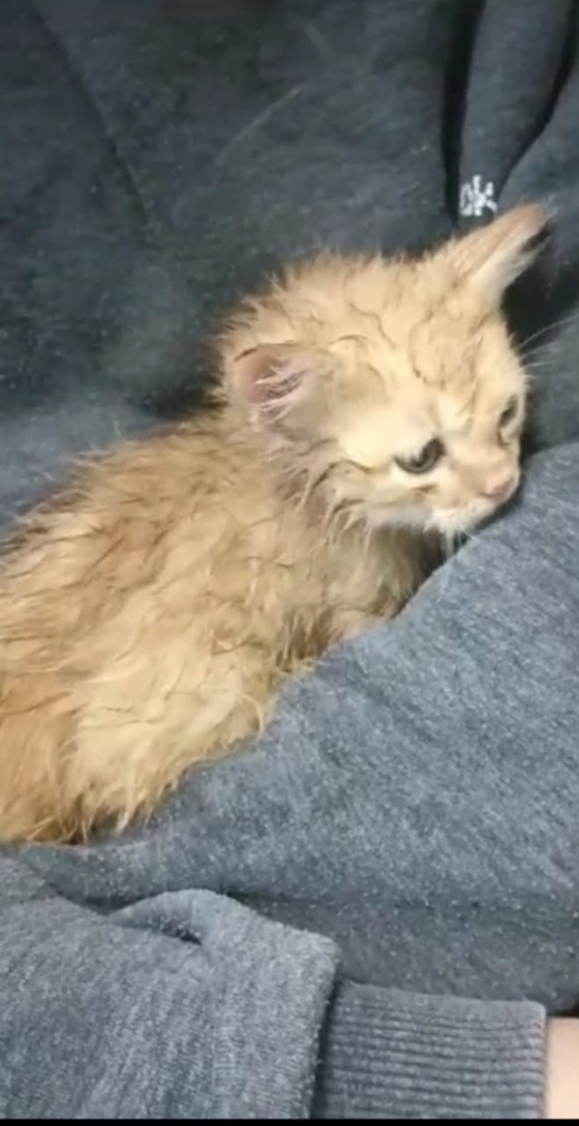 Мой котяра