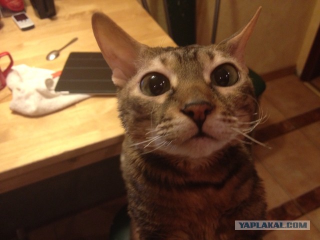 Котовторник 30.04.2013