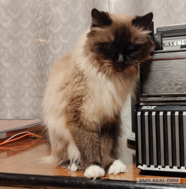 Разговорчивая кошка