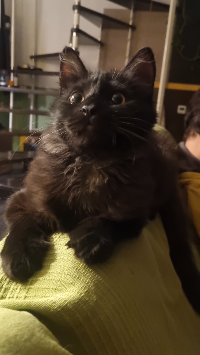 Принимайте в клуб! Котовторник же