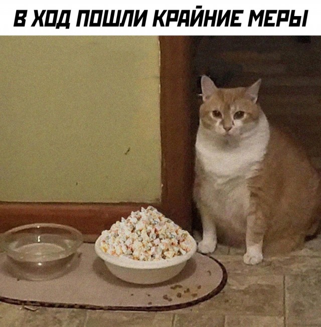 Весёлый полтишок 03.01.25