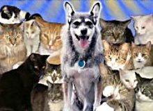 Собака получила титул "Кошка года" на выставке кошек, оказалось было за что награждать