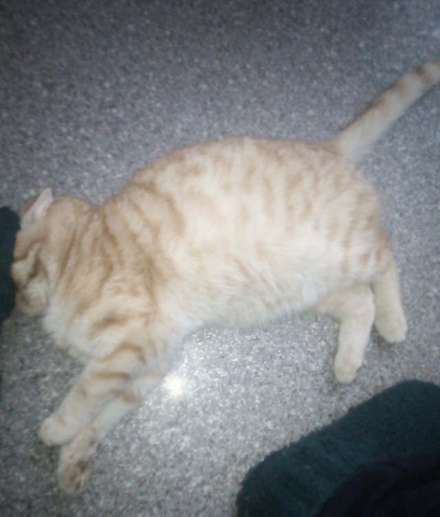 Спящий кот