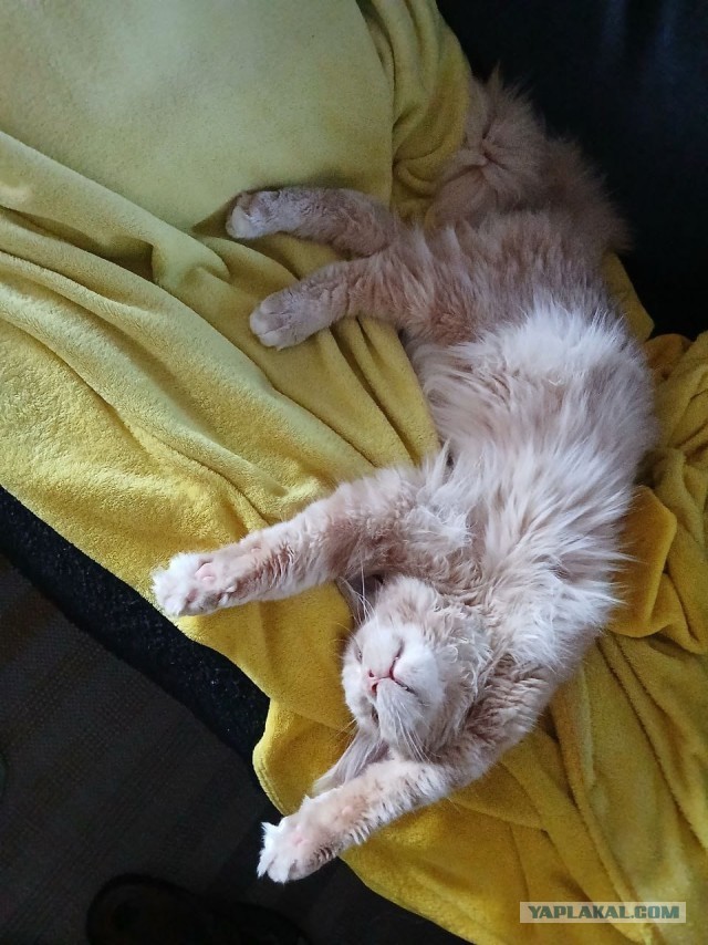 Кот мейн-кун, о котором не заботились