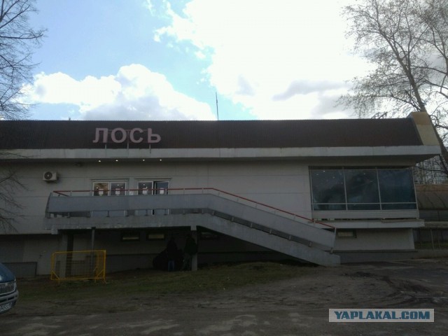 Лось