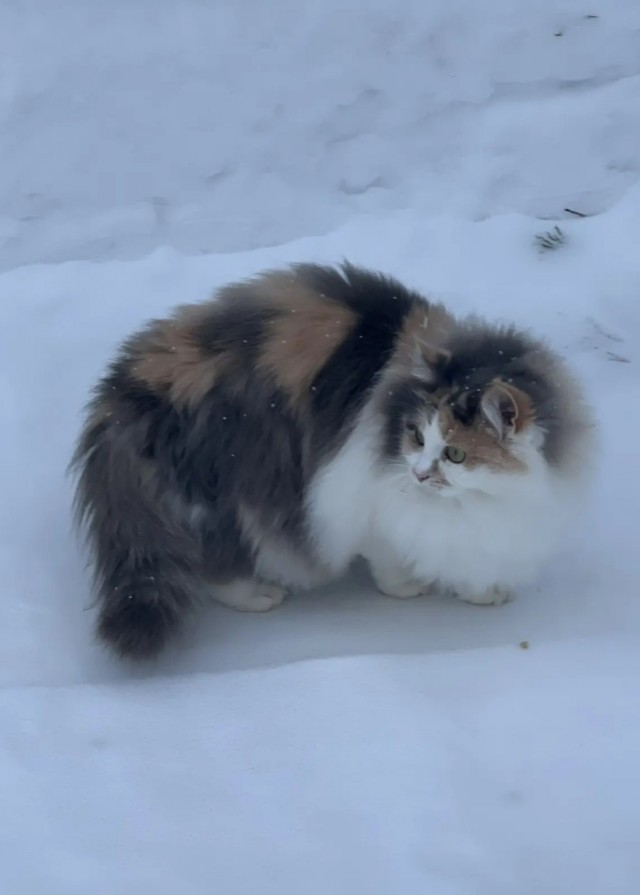 Котовторник же!