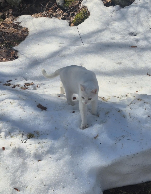 Рандомных фото котов тред