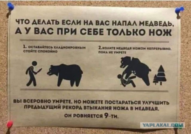 Инструкция по медведям от МЧС