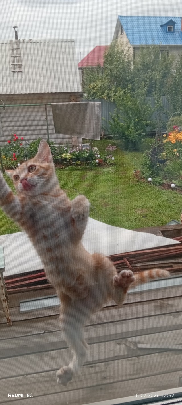 Степана вам в котовторник