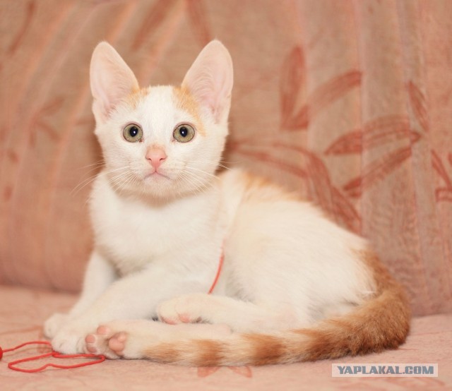 Котовторник 03.09.2013