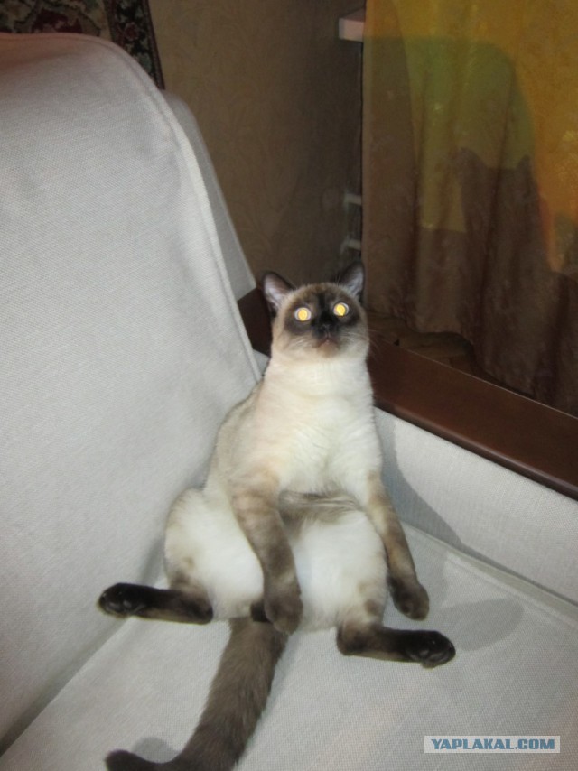 Новый член семьи