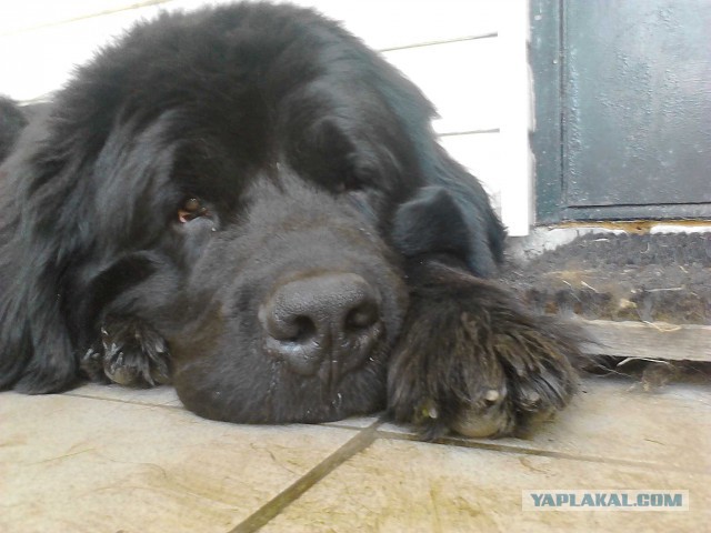 В мире животных