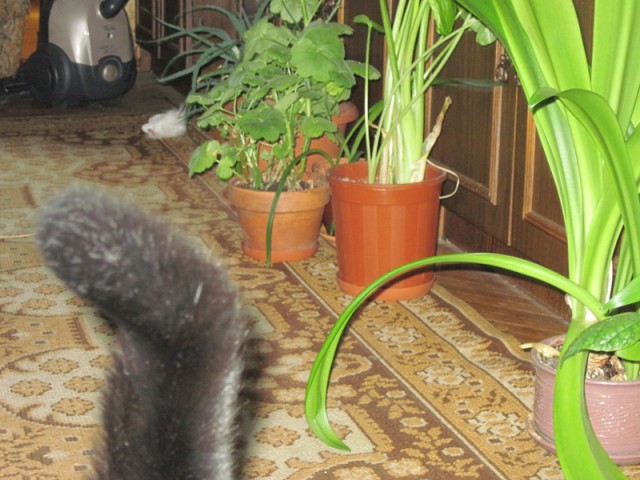 Котовторник  08.04.2014
