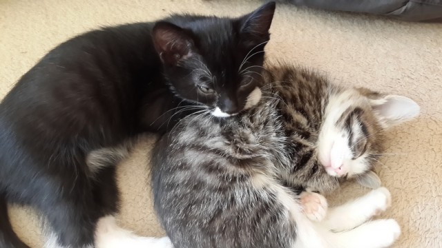 Котовторник 10.06.2014