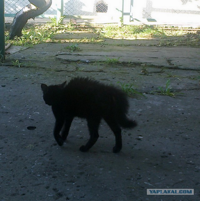 Котовторник  08.07.2014