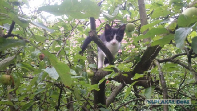 Котовторник 22.07.14