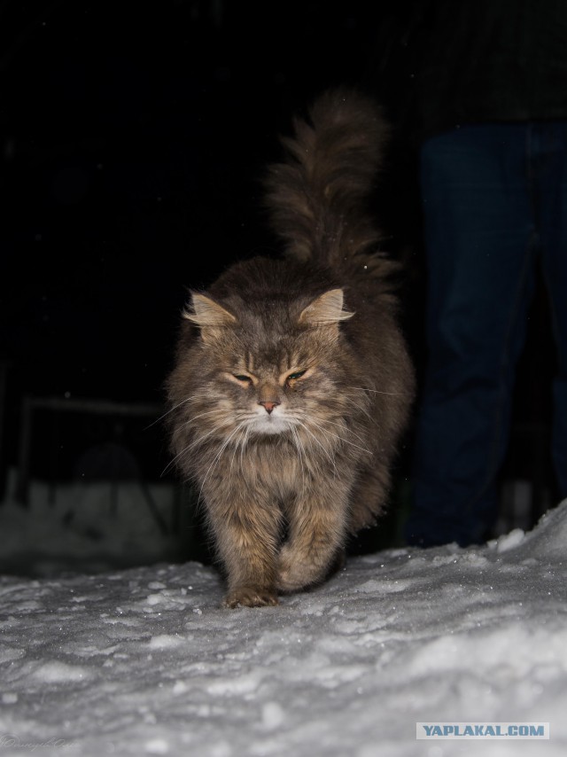 Котовторник 02.09.2014