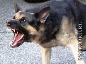 Бродячие убийцы