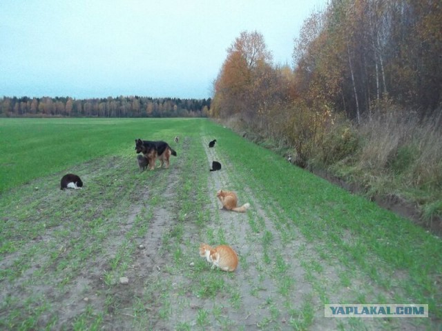 Жизнь домашнего приюта для котеек 32