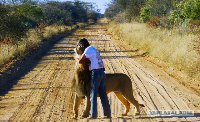 11-летняя дружба между человеком и львом