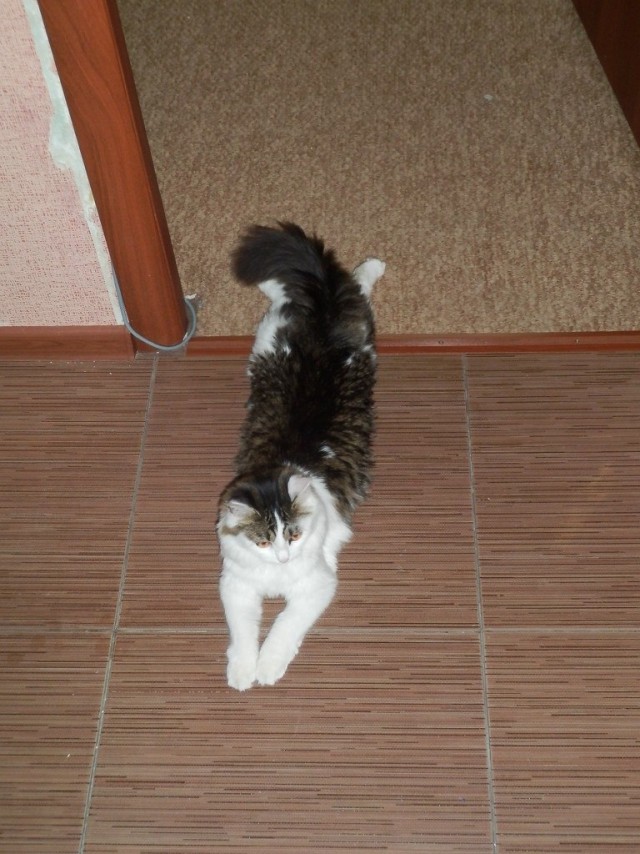 Кошка SOSка