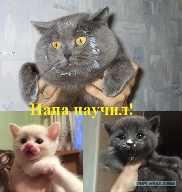 Кто съел сметану?