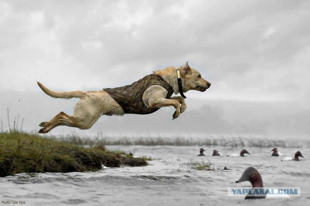 Собакочетверг